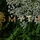 Smyth hiring Chef de Partie in Chicago, IL