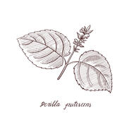 Shiso hiring Baker in New York, NY