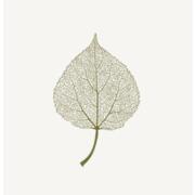 Populus hiring Line Cook in Denver, CO